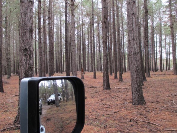 Through the plantation.