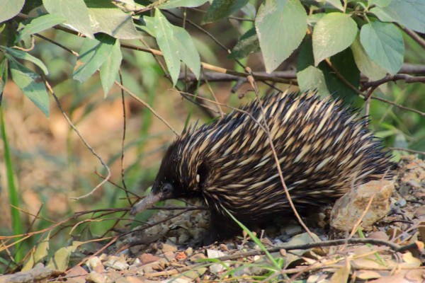 A good spot by Gary, an echidna crossing the track.