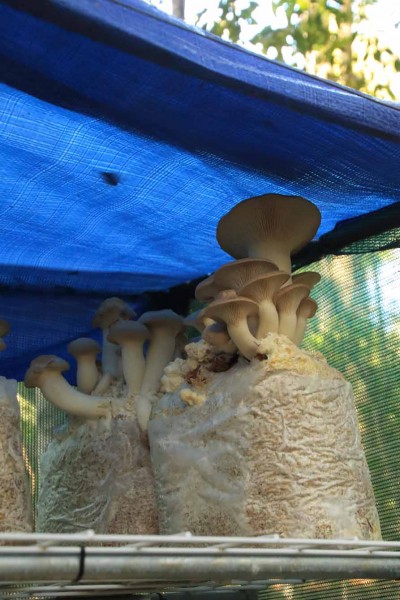 Some of Gary's impressive mushrooms.